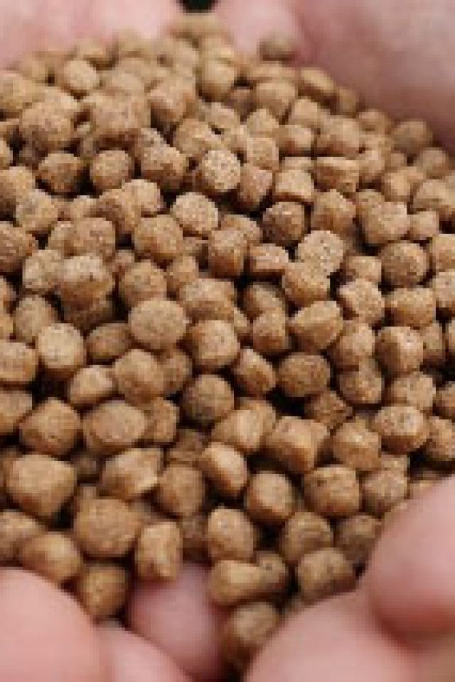 Cara Menghitung Berat Pakan Ikan Koi