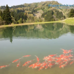 Mengapa Kedalaman Kolam Koi Sangat Penting?