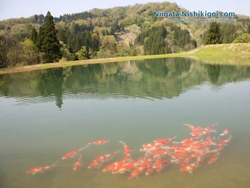 Mengapa Kedalaman Kolam Koi Sangat Penting?