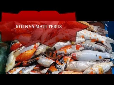 Penyebab Ikan Koi Mati Setiap Hari