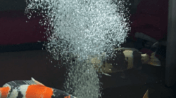 Pentingnya Pompa Aerator Kolam Koi, Bukan Sekadar Gelembung Udara