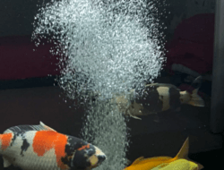Pentingnya Pompa Aerator Kolam Koi, Bukan Sekadar Gelembung Udara