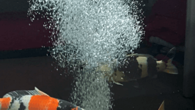 Pentingnya Pompa Aerator Kolam Koi, Bukan Sekadar Gelembung Udara