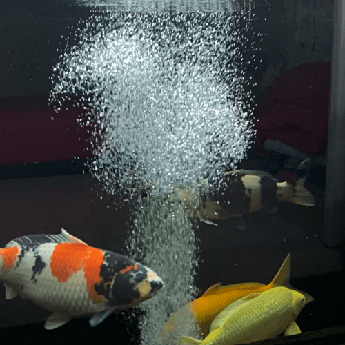 Pompa Aerator Kolam Koi