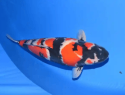 Mengapa Ikan Koi Betina Lebih Diburu Penghobi Senior? Ini Penjelasan Lengkapnya