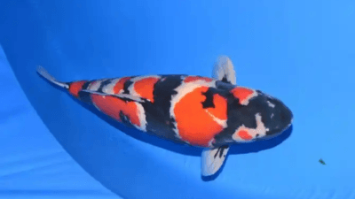Mengapa Ikan Koi Betina Lebih Diburu Penghobi Senior? Ini Penjelasan Lengkapnya