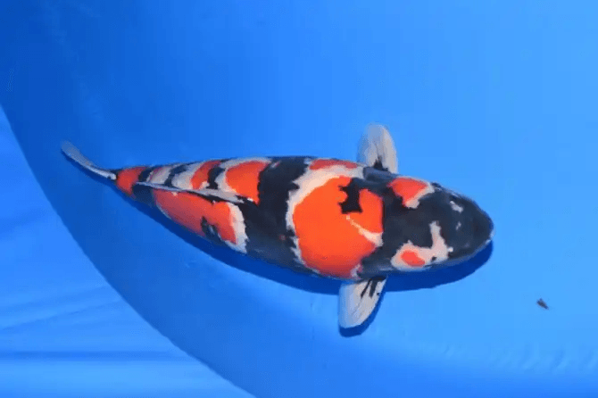 Ikan Koi Betina