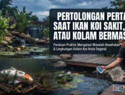 Pertolongan Pertama Saat Ikan Koi Sakit, Mati, atau Kolam Bermasalah