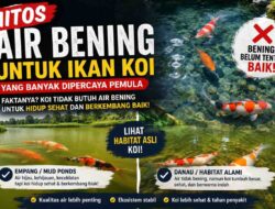 Mitos Air Bening untuk Ikan Koi, Air Jernih Belum Tentu Lebih Baik