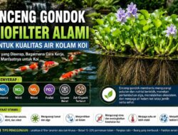 Enceng Gondok Sebagai Biofilter Alami di Kolam Koi