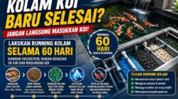 Kolam Koi Baru Selesai Dibangun? Jangan Langsung Masukkan Koi, Lakukan Running Kolam Selama 60 Hari