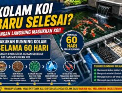 Kolam Koi Baru Selesai Dibangun? Jangan Langsung Masukkan Koi, Lakukan Running Kolam Selama 60 Hari