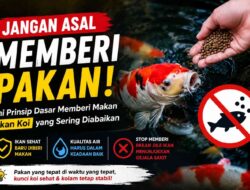 Prinsip Dasar Memberi Makan Ikan Koi