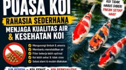 PUASA KOI, Rahasia Sederhana Menjaga Kualitas Air dan Kesehatan Ikan Koi