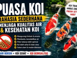 PUASA KOI, Rahasia Sederhana Menjaga Kualitas Air dan Kesehatan Ikan Koi