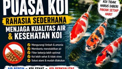 PUASA KOI, Rahasia Sederhana Menjaga Kualitas Air dan Kesehatan Ikan Koi