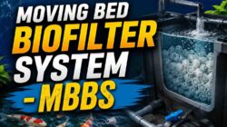 Moving Bed Biofilter System pada Kolam Koi