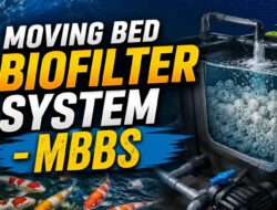 Moving Bed Biofilter System pada Kolam Koi