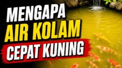 Mengapa Air Kolam Cepat Kuning