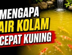Mengapa Air Kolam Cepat Kuning