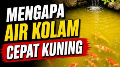 Mengapa Air Kolam Cepat Kuning