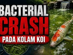 Bacterial Crash pada Kolam Koi: Penyebab, Dampak, dan Cara Mengatasinya
