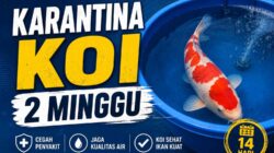 Mengapa Karantina Koi 2 Minggu? Ini Alasan dan Penjelasan Lengkapnya