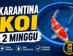 Mengapa Karantina Koi 2 Minggu? Ini Alasan dan Penjelasan Lengkapnya