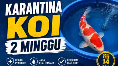 Mengapa Karantina Koi 2 Minggu? Ini Alasan dan Penjelasan Lengkapnya