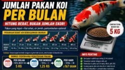 Cara Menentukan Jumlah Pakan Koi per Bulan