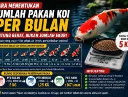 Cara Menentukan Jumlah Pakan Koi per Bulan