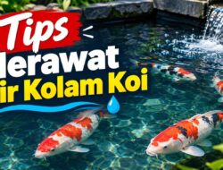 Tips Merawat Air Kolam Koi dengan Dripping 5 Menit per Hari + Water Change 20% per Minggu