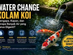 Water Change Kolam Koi: Mengapa, Kapan, dan Berapa Banyak Air yang Harus Diganti?