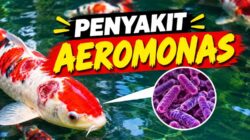 Penyakit Aeromonas pada Ikan Koi: Penyebab, Gejala, Cara Mengobati dan Pencegahannya