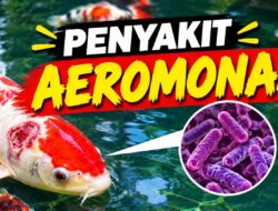 Penyakit Aeromonas pada Ikan Koi: Penyebab, Gejala, Cara Mengobati dan Pencegahannya