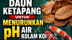 Daun Ketapang