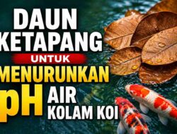 Daun Ketapang untuk Menurunkan pH Air Kolam Koi: Panduan Penggunaan dan Dosis