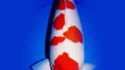 Faktor yang Mempengaruhi Kemurnian Warna Putih atau Shiroji pada Ikan Koi