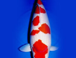 Faktor yang Mempengaruhi Kemurnian Warna Putih atau Shiroji pada Ikan Koi