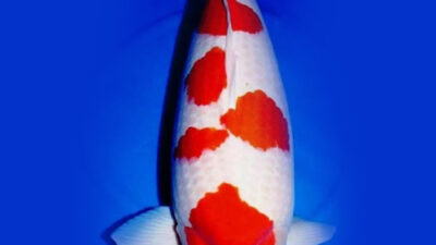 Faktor yang Mempengaruhi Kemurnian Warna Putih atau Shiroji pada Ikan Koi
