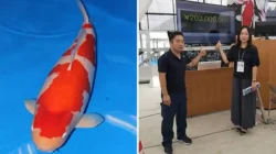 S-Legend: Kisah Ikan Koi Termahal di Dunia, Kohaku 101 cm Seharga 203 Juta Yen