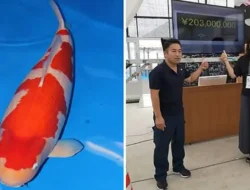 S-Legend: Kisah Ikan Koi Termahal di Dunia, Kohaku 101 cm Seharga 203 Juta Yen