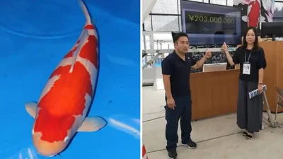 S-Legend: Kisah Ikan Koi Termahal di Dunia, Kohaku 101 cm Seharga 203 Juta Yen